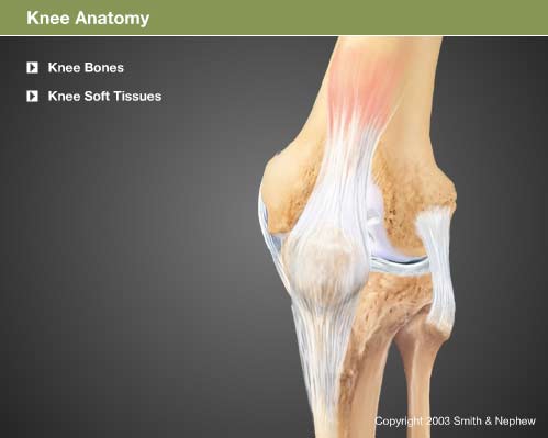 knee anatomy picture