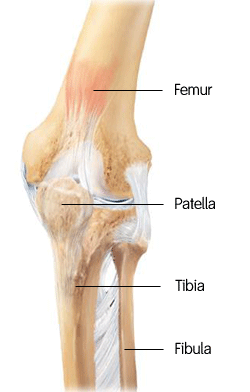 JOURNEY PFJ: Knee Anatomy